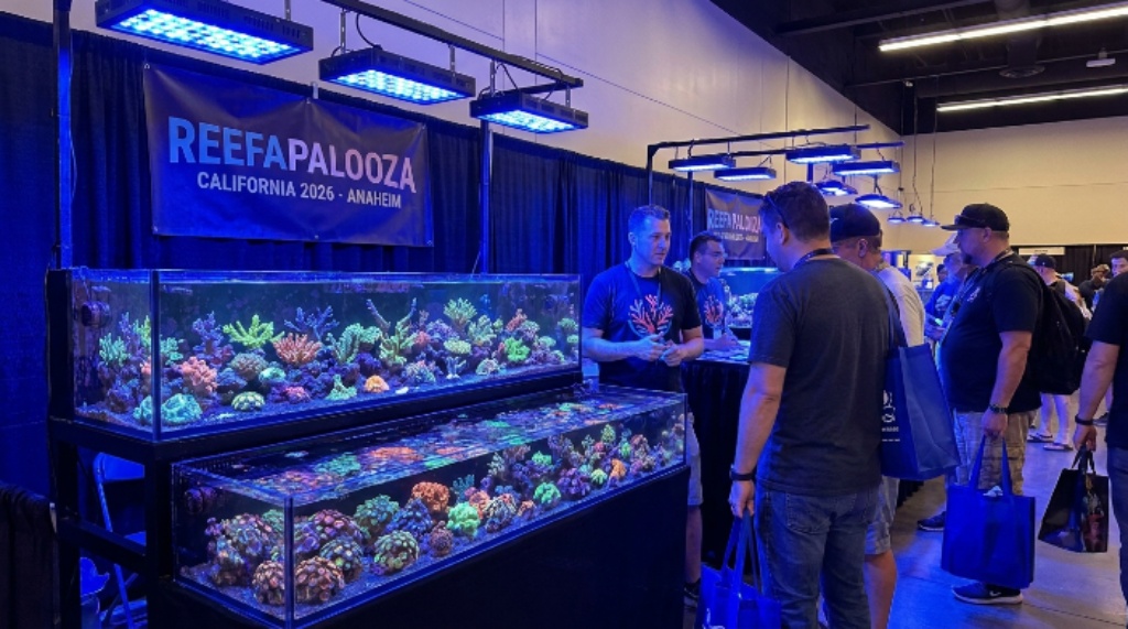 A vendor displaying rare SPS coral colonies and zoanthids under blue LED lighting at the Reefapalooza California 2026 saltwater aquarium expo in Anaheim, CA